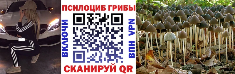 Галлюциногенные грибы Cubensis  цены   omg ссылка  Соль-Илецк 